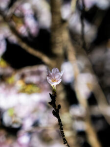 DSCF2914